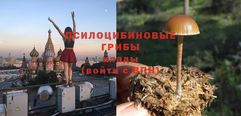 Псилоцибиновые грибы Psilocybe  Верхнеуральск 